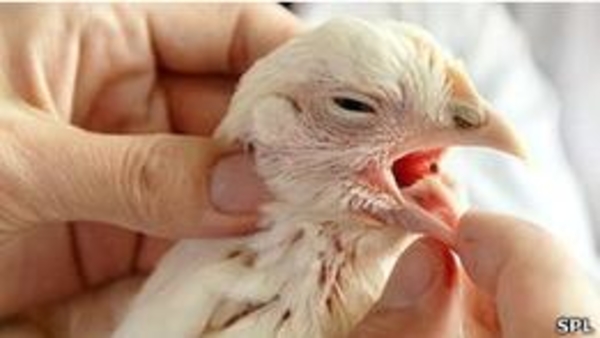 Ла-Нинья может влиять на распространение гриппа