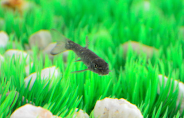 Массаж рыбками: триста нежных поцелуев