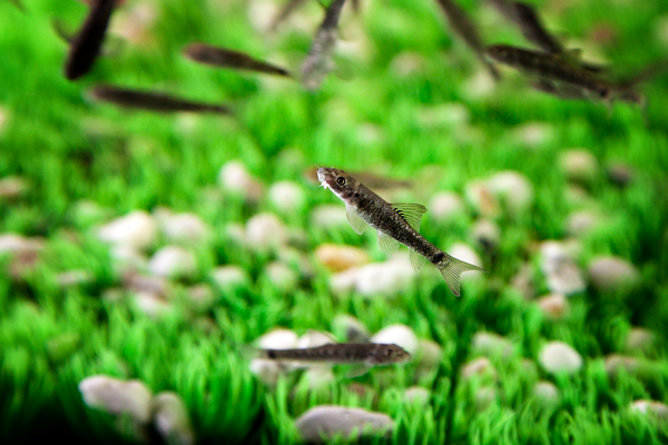 Массаж рыбками: триста нежных поцелуев