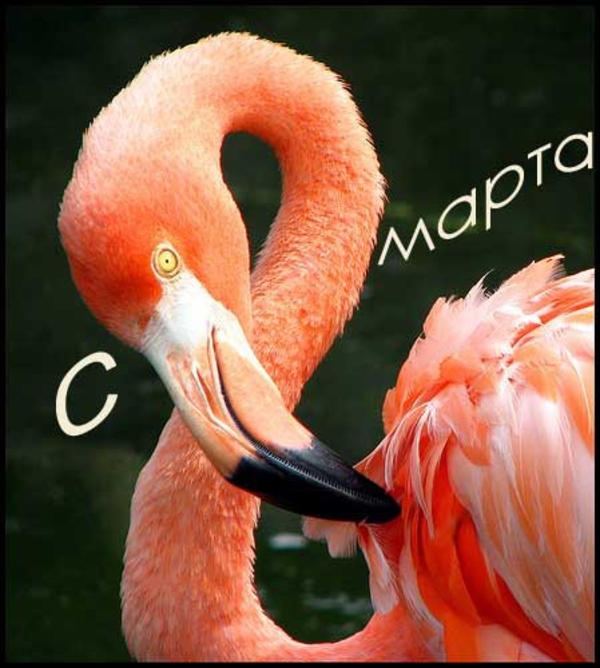 Прикольные картинки с 8 марта: подари хорошее настроение