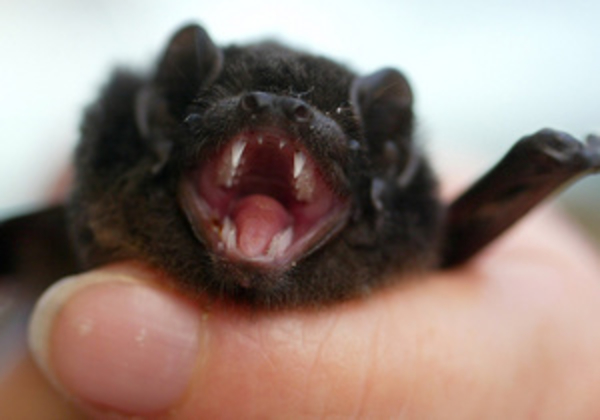 Ученые обнаружили у летучих мышей новый вирус гриппа