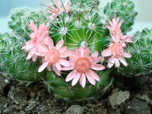 Кактус: Как цветет и как ухаживать