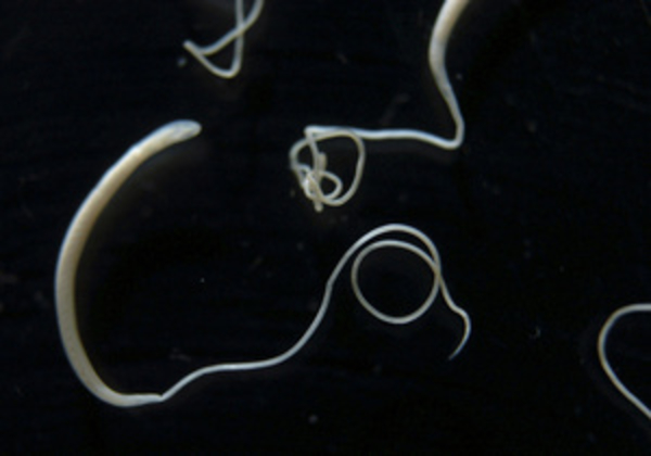 Британец ради эксперимента заразил себя паразитами