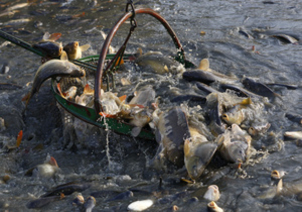 Рак печени могут вызывать паразиты речной рыбы