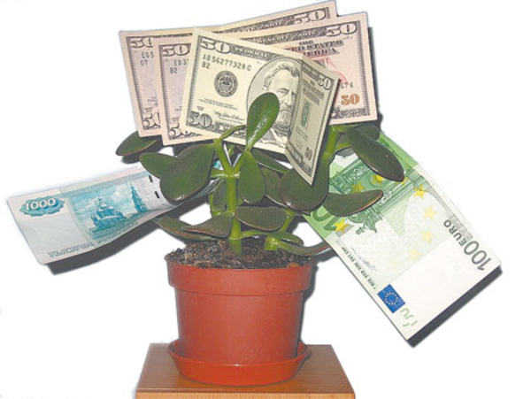 Какое растение принесет в дом достаток