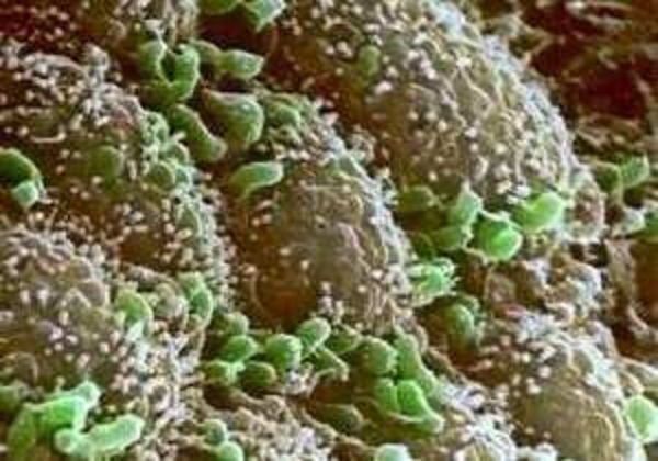 Состав микрофлоры тела человека зависит от мутаций в генах