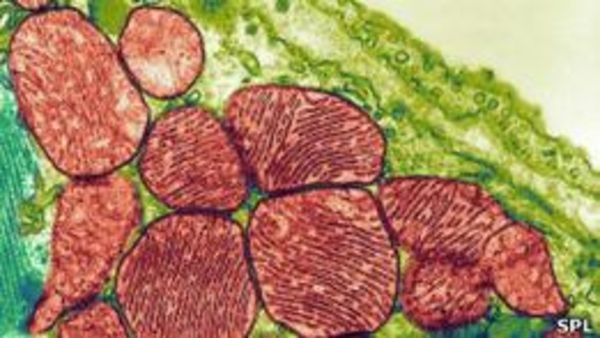 Ученые используют кожу для восстановления сердца