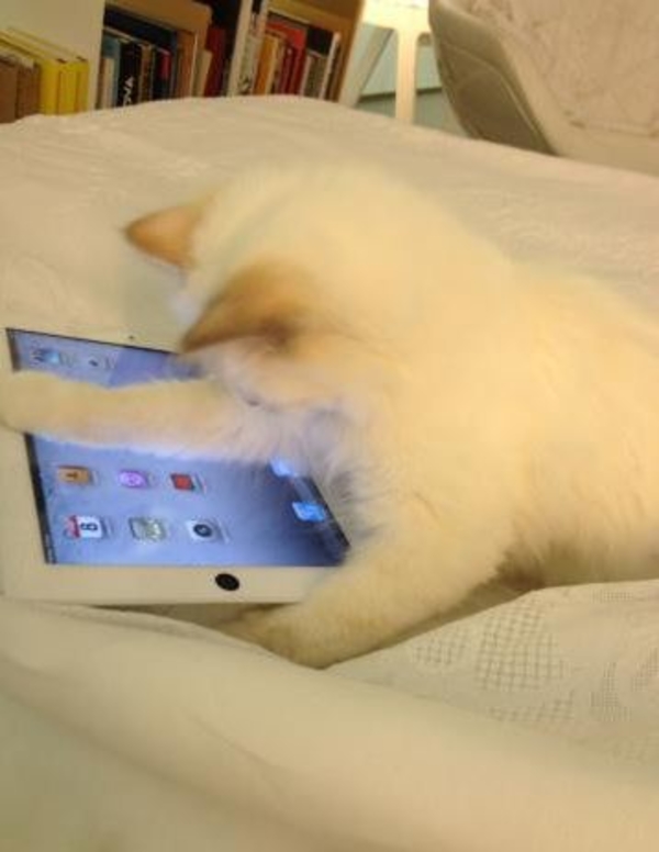 У Карла Лагерфельда появилась новая муза – кошка