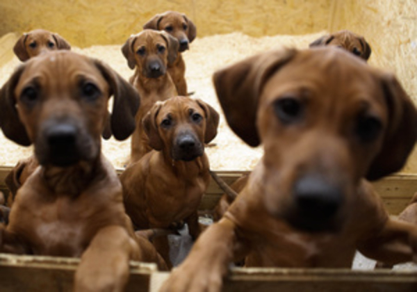 Собака в доме предотвратит развитие астмы у ребенка