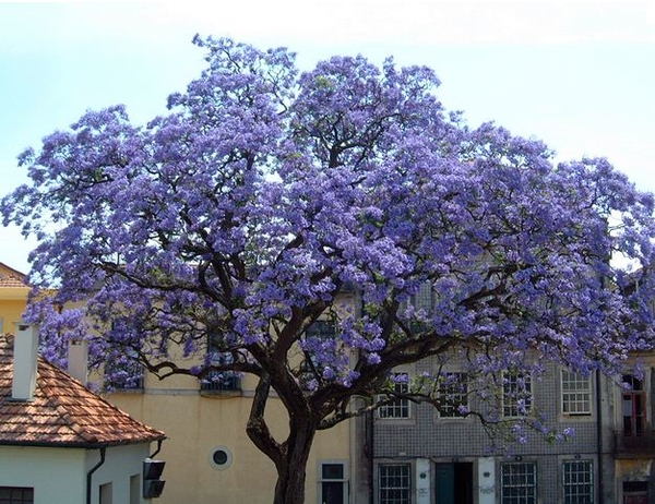 Идеальный сад: Какие экзотические растения можно вырастить  в наших широтах