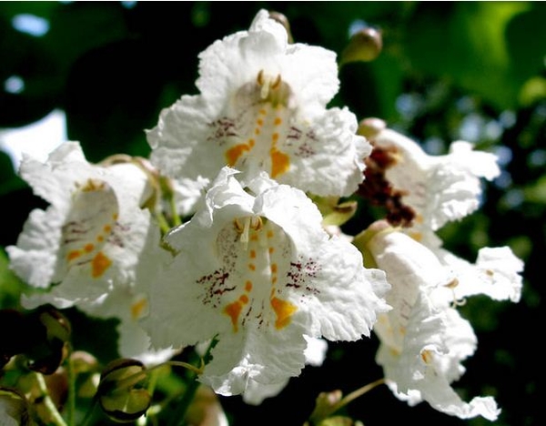 Идеальный сад: Какие экзотические растения можно вырастить  в наших широтах