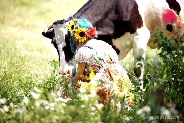 Сергей Зверев поиздевался над коровой