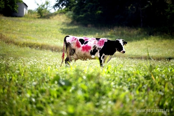 Сергей Зверев поиздевался над коровой