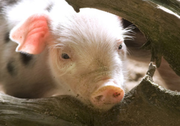 Минздрав: Африканская чума свиней для человека безопасна