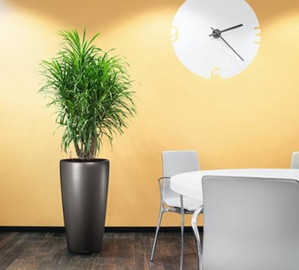 Если драцена заболела...