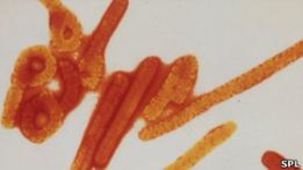 Работы над вакциной против вируса "эбола" приостановлены