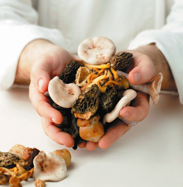 Грибной сезон 2012: Как не отравиться грибами