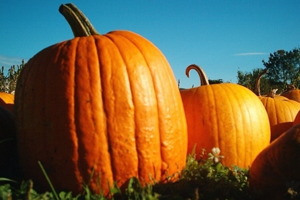 Полезные свойства тыквы