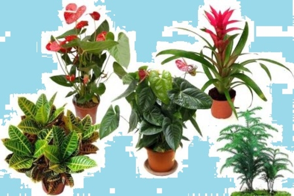 Почему ворованные растения лучше приживаются?