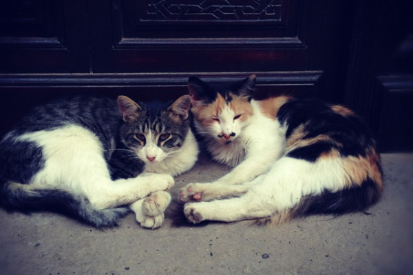 Twitter Ксении Собчак