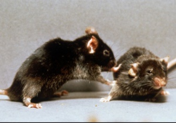 Ученые провели испытание революционного метода мужской контрацепции