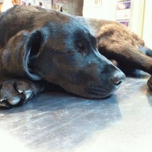 Наталья Могилевская представила поклонникам свою новую любовь