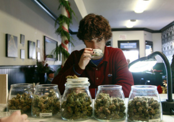 Биологи изучили механизм болеутоляющего действия марихуаны