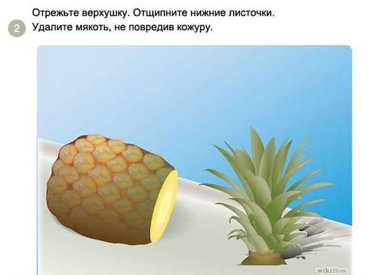 2.Как посадить и вырастить ананас