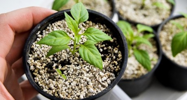 Лунный календарь цветовода