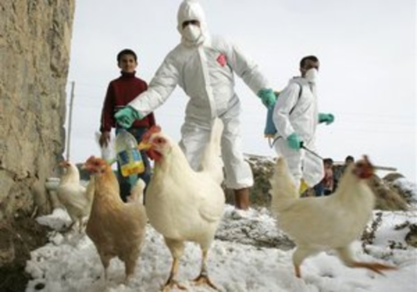 В борьбе с распространением птичьего гриппа в Мексике уничтожили более 2-х млн кур