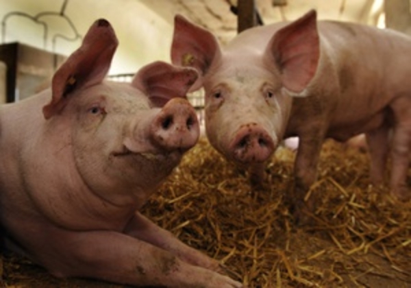 Свиньи оказались переносчиками вируса гепатита Е