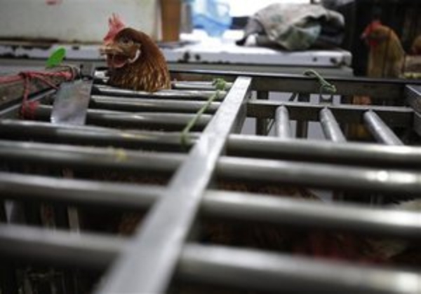 В Китае от птичьего гриппа скончались 5 человек – ВОЗ
