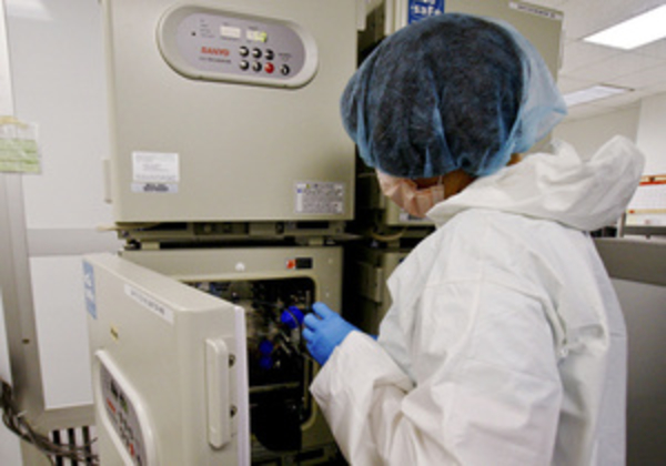 Биологи вырастили искусственную почку крысы