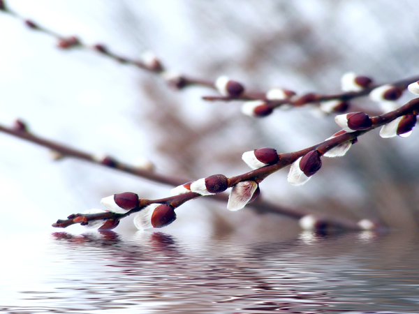 Поздравления с вербным воскресеньем: 10 душевных стихотворений