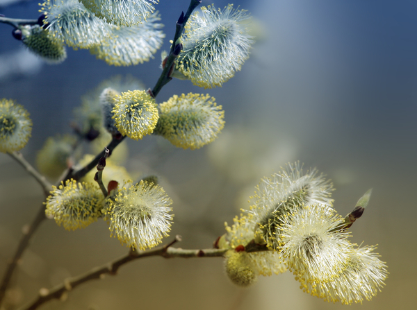 Вербная неделя: традиции и обряды