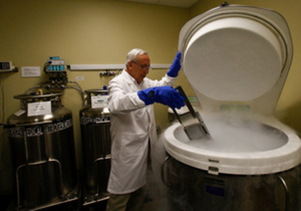 Американские ученые впервые вырастили кости из стволовых клеток