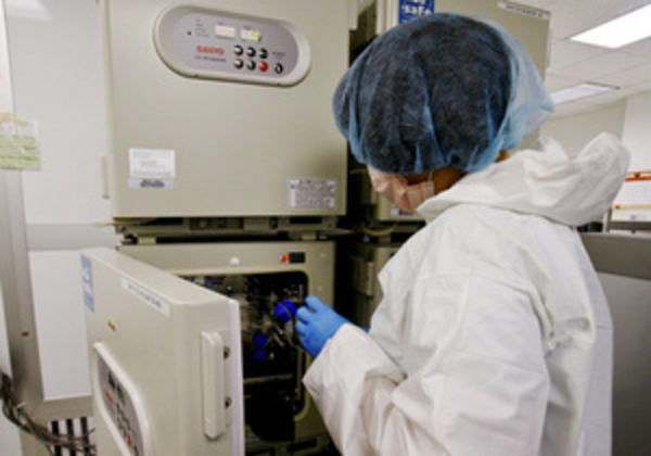 Кардиологи намереваются использовать стволовые клетки для терапии