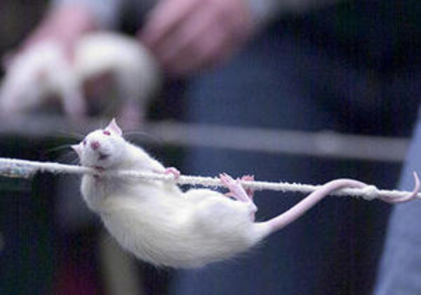 Специалисты обнаружили белок, который омолаживает сердце