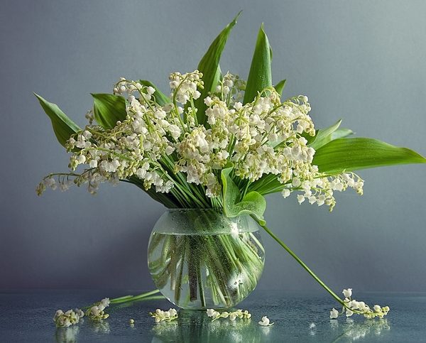 Майский ландыш: Где поставить, как продлить срок жизни