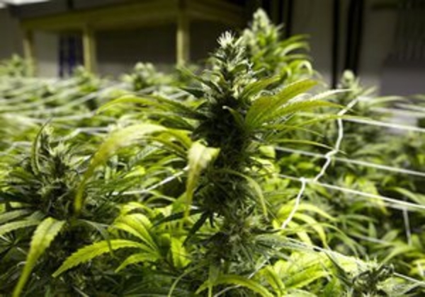 Европейцы все больше потребляют синтетические наркотики