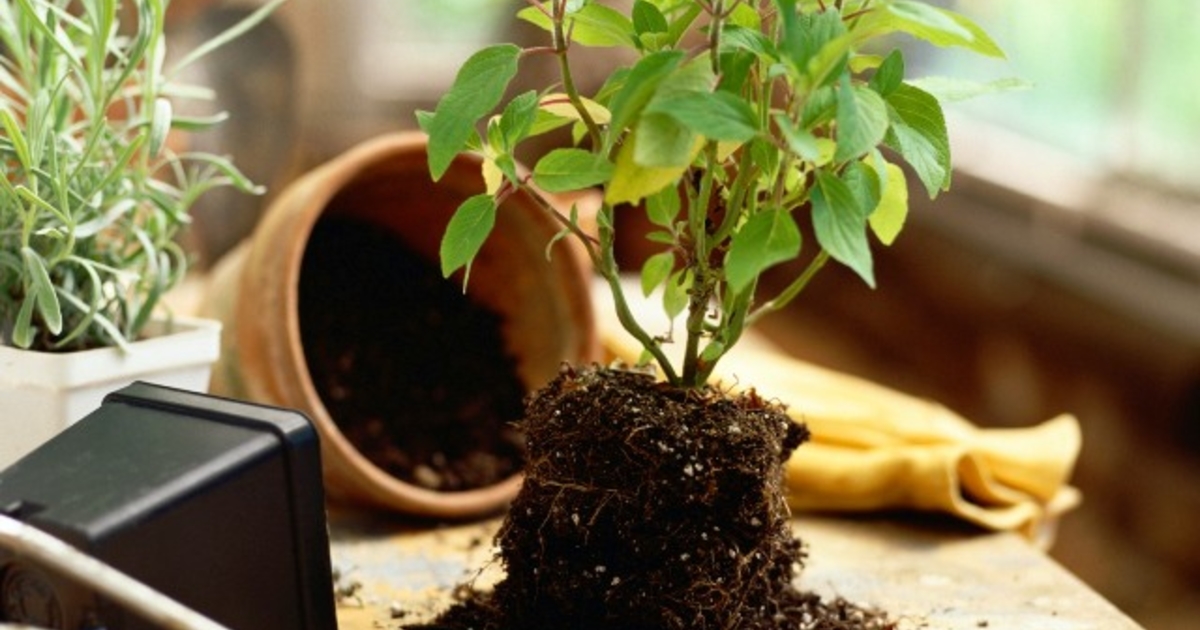 Как правильно подобрать грунт для комнатных растений