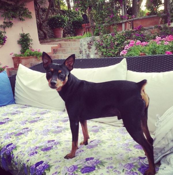 В честь Николая Баскова назвали собаку