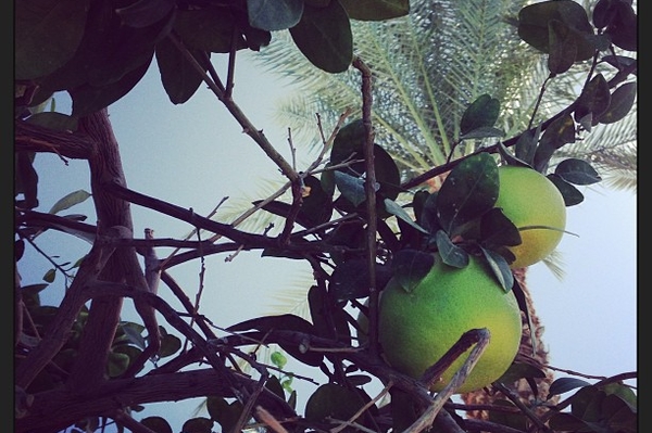 web.stagram.com/n/xenia_sobchak