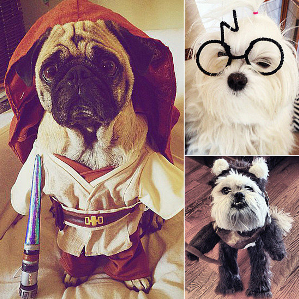 Веселого Хэллоуина: Cобаки в праздничных нарядах