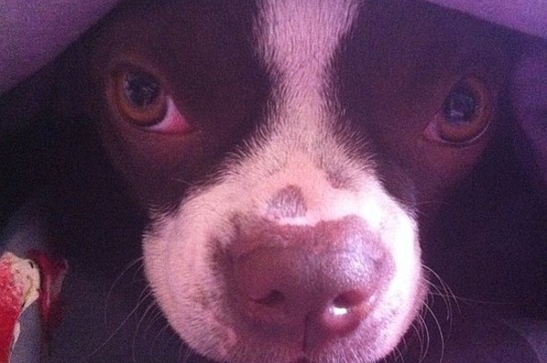 instagram.com/shvuntz