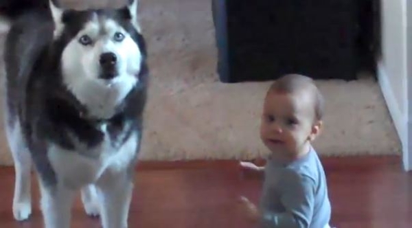 На собачьем языке: Хаски общается с малышом (ВИДЕО)