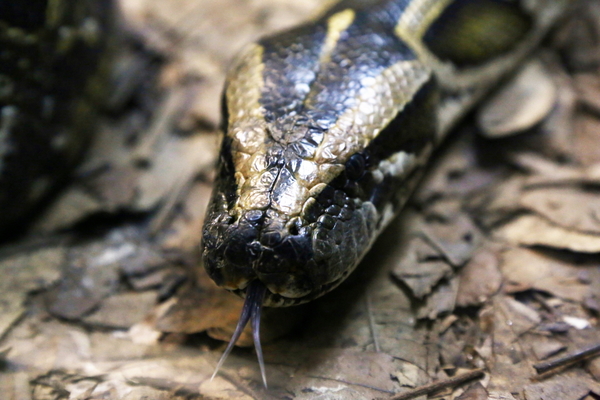 Кобры охраняют сон ребенка