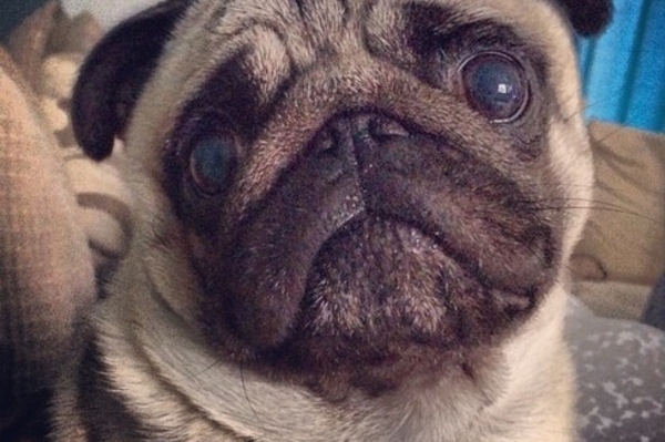 http://instagram.com/george_pug111
