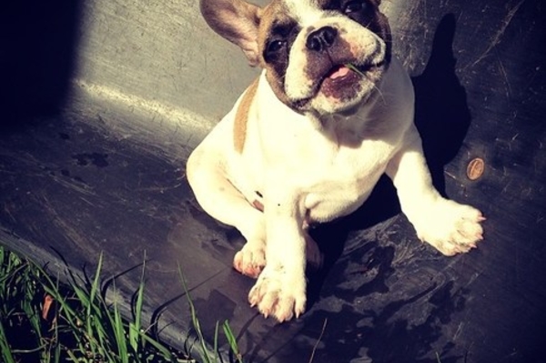 http://instagram.com/winstonthefrenchbulldogg