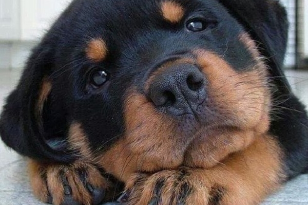 instagram.com/mukul_love